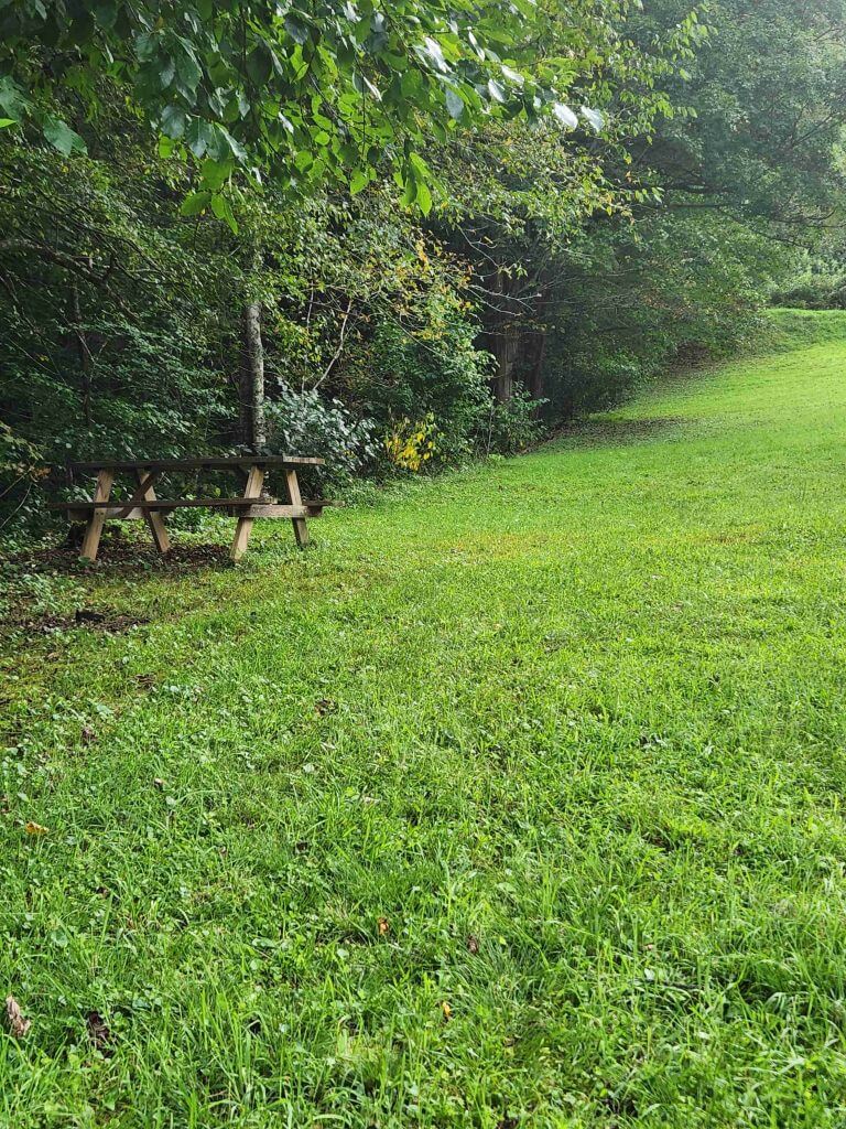 #4 SpiceBush