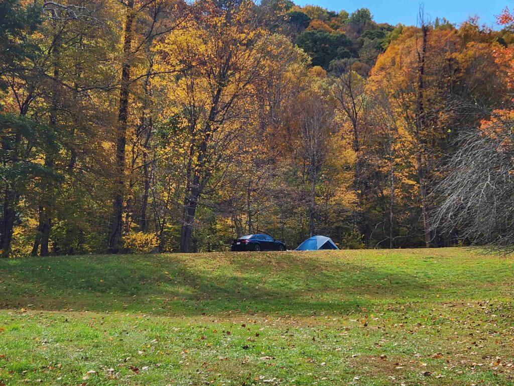 #4 SpiceBush